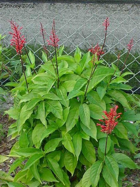 It is a popular nectar plant among hummingbirds and butterflies. Odontonema Red Firespike - Vincent Gardens