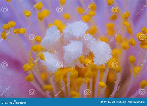 Pollen Allergy Concept. Extreme Close Up Pollen of Cactus Flowers