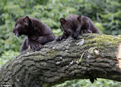 Twin Panther Cubs Are Instant Hit With The Public At Their Zoo Debut