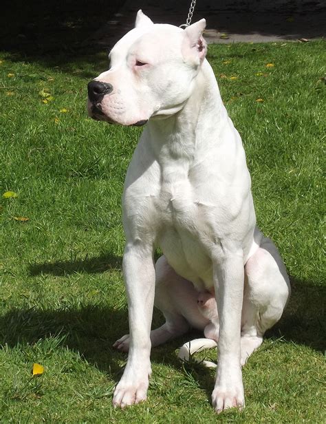 You're teaching them that calm behavior when they see other dogs means treats rain from the sky! Dogo Argentino | Dogs and Puppies Wiki | Fandom