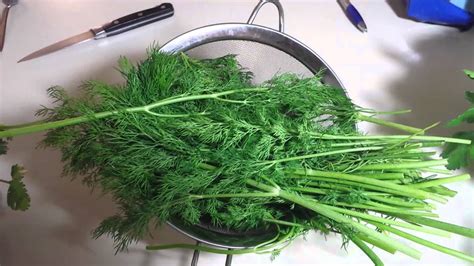 health benefits of dill weed youtube