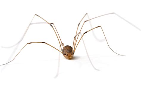 Harvestmen need humid places to live and are most often found in forests and caves, climbing on rocks harvestmen are beneficial predators in the garden because they eat aphids, spiders, and other garden pests. Dancing in the Garden With Daddy Long Legs - ABC Home ...