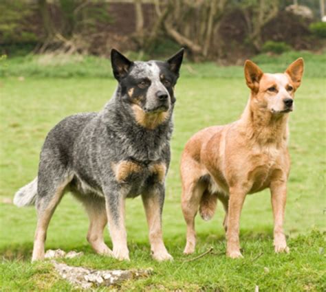 Queensland Heeler Dog Breed Information Images Characteristics Health