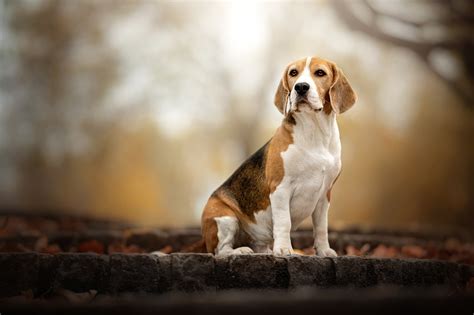 Download Dog Animal Beagle Hd Wallpaper