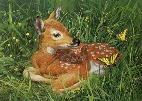 Fawn Painting By William Vanderdasson