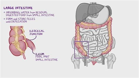 Abdominal Anatomy Venous Anatomy Of The Abdomen And Pelvis Clinical