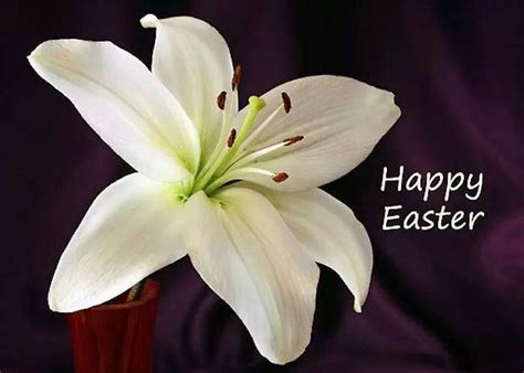 Happy Easter Happy Easter Easter Lily Easter