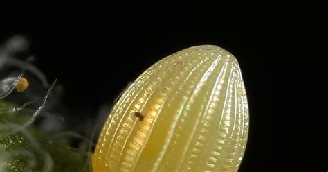 All Of Nature Monarch Butterfly Eggs