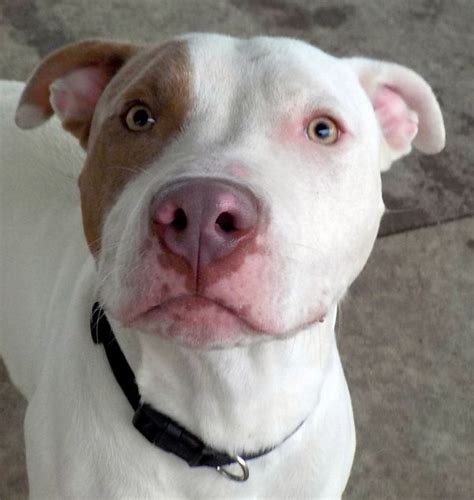 In excellent condition, good family pets. Pets for Adoption | Petfinder | Pitbull terrier, White ...