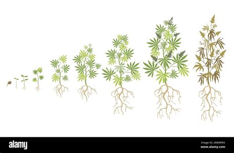 Hemp Plant Growth Cycle Flat Vector Collection Stock Vector Image And Art