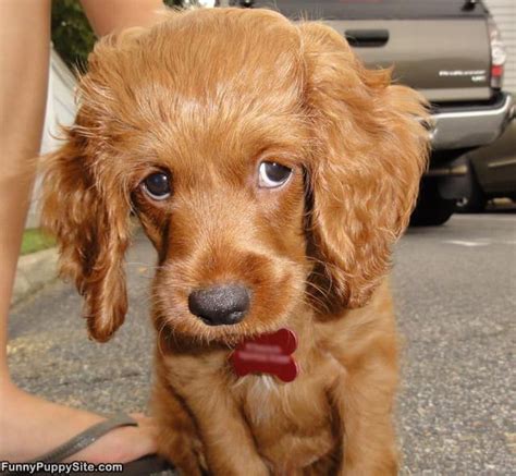 Cute Puppy Eyes