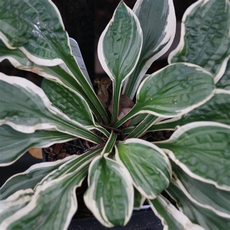 Hosta Lakeside Dimpled Darling Buy Plantain Lily At Coolplants