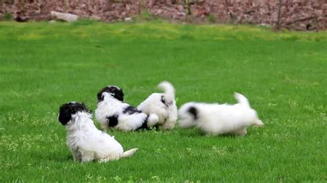 They love to chase after balls, play with squeaky toys or drag stuffed animals around the house with them. Shih-Poo Puppies Puppies For Sale - YouTube