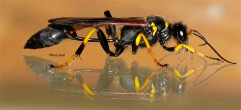Though These Wasps Resemble Aggressive Species Dirt Daubers More