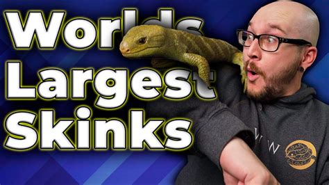 The Biggest Skink In The World All About Monkey Tailed Skinks Youtube
