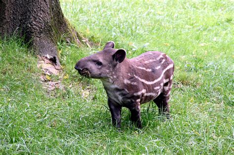 Посмотрите твиты по теме «#tapier» в твиттере. Describe, then interpret: HTTP endpoints using tapir.
