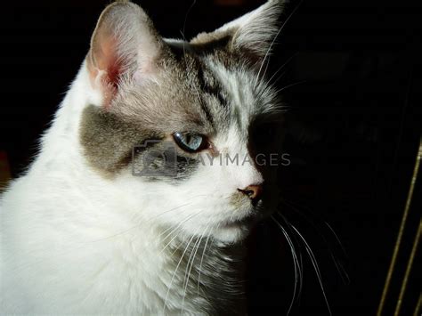 White Cat With Tabby Patch And Blue Eyes Profile By Inkfeathers Vectors