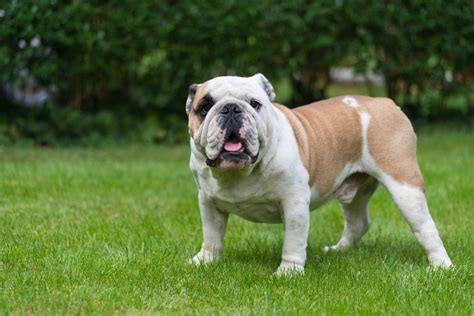 Allergies In English Bulldogs A Guide To Causes Symptoms And Treatm