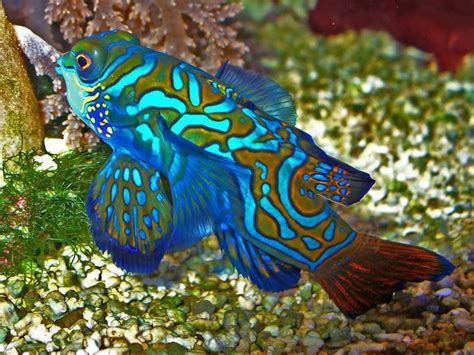 Top 5 Most Incredibly Colorful Ocean Creatures Allrefer