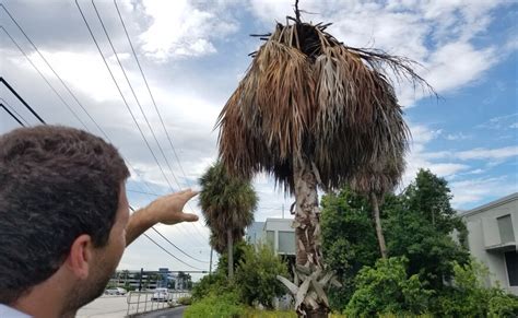 Invasive Bacteria Threatens Floridas Palm Trees Wgcu Pbs And Npr For