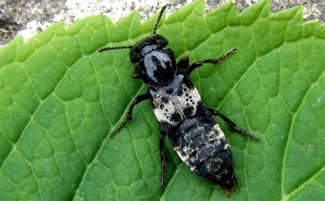 Hairy Rove Beetle Creophilus Maxillosus
