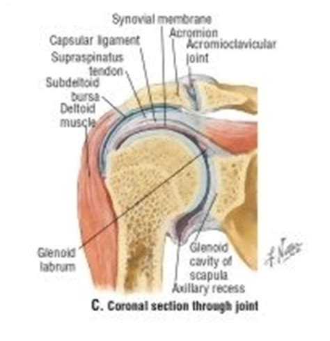 Limit the amount of joint movement o capsular o 28. Shoulder Joint, Supraspinatus Muscle