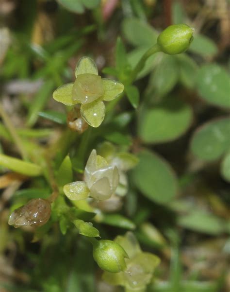 Sagina Procumbens L Plants Of The World Online Kew Science