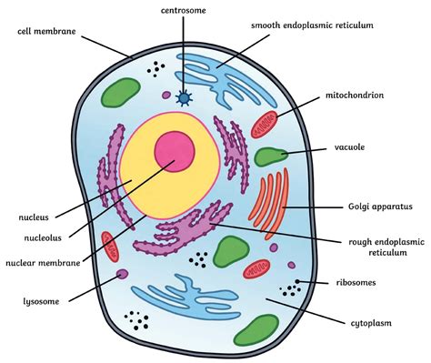 A Labeled Diagram Of The Animal Cell And Its Organelles Animal Cell