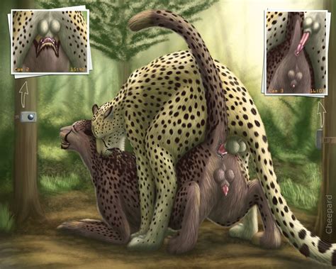 Rule 34 2015 Anal Anal Sex Anus Ass Balls Camera Cheepard Cheetah Close Up Duo Erection Feline