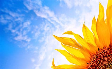 Sunflower Sunrise Hd Desktop Wallpaper 23710 Baltana