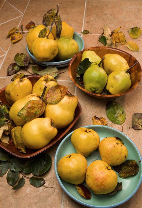 The fruit has considerable health not only the fruit but also the pads of the cactus can be incorporated in mexican cuisine. Can you eat raw quince ? | ROHTOPIA