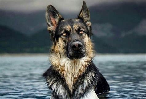 Male Vs Female German Shepherd How To Choose Doggie