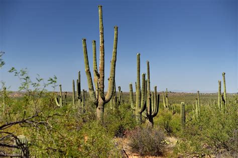 The record is held by a giant saguaro with 50 arms found at the saguaro national monument. The Many Arms of Saguaro Cactus (Saguaro National Park ...