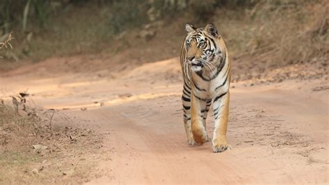 How To Reach Bandhavgarh Meadows From Satna City Bandhavgarh Meadows