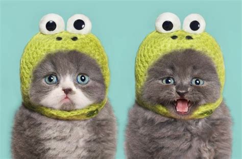 Hilarious 30 Cutey Kittens Dressed Up