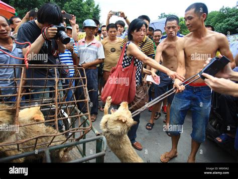 An Animal Right Activist Stops A Vendor Injuring A Dog At A Market Set
