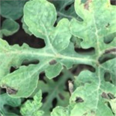 'cold watermelon on a hot day is simple….bliss!' Watermelon Foliar Diseases - Vegetable Resources Vegetable ...