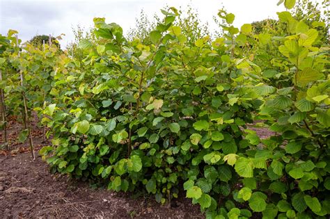 Buy Hazel Hedging Plants Online Ireland Corylus Avellana Cullen