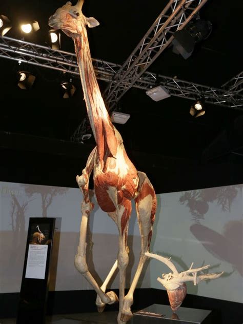 Body Worlds At Milwaukee Zoo Shows Animals From The Inside Out