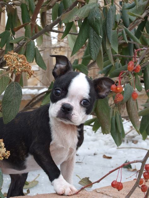 They are inoculated, dewormed and chipped, having a pedigree and an international passport. Lone Spur Bostons | Boston Terrier Puppies Montana