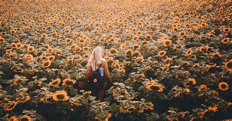 Add This Stunning Sunflower Farm Near Toronto To Your Summer Bucket