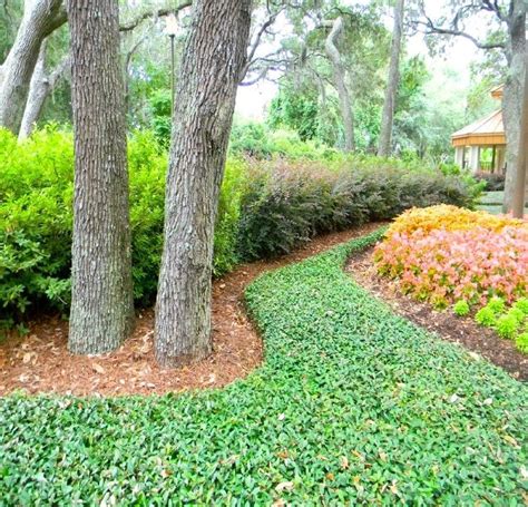 Low Maintenance Evergreen Ground Cover Ground Cover Crossword