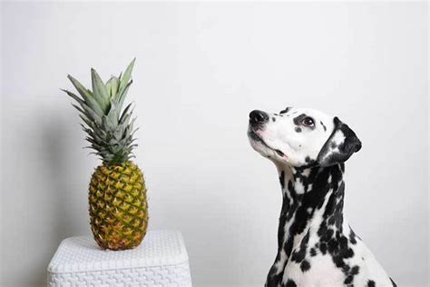 However, the pit of a peach contains cyanide, which is deadly to. Can Dogs Eat Pineapple? Your Complete Guide to Safely ...
