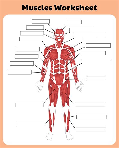 Leg Muscle Diagram Unlabeled 6 Best Printable Worksheets Muscle