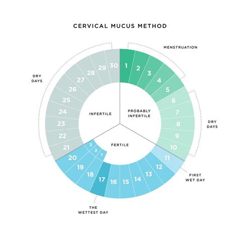 Cervix Position During Menstrual Cycle Cervical Position And Ferning Translating Your