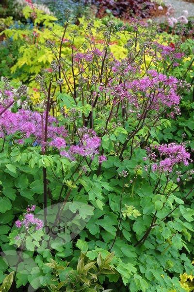 Buy Meadow Rue Thalictrum Black Stockings Delivery By Waitrose