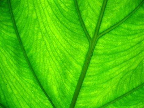 43 Green Leaf Wallpapers Hd Wallpapersafari