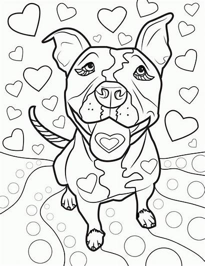 Coloring Pages Adult Pitbull Dogs Books Drawings