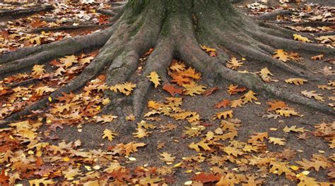 Why Is My Tree Losing Its Leaves In Summer Treenewal