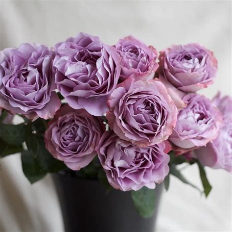 Alexandra Farms Garden Roses On Instagram Repost Gardenrosesdirect